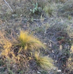 Nassella trichotoma (Serrated Tussock) at Mount Majura - 29 May 2024 by waltraud