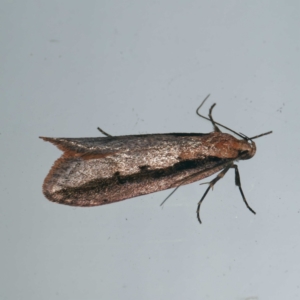 Leptocroca sanguinolenta at Harrison, ACT - 30 May 2024