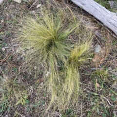 Nassella trichotoma (Serrated Tussock) at Watson, ACT - 29 May 2024 by waltraud