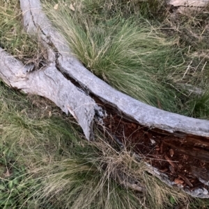 Nassella trichotoma at Mount Majura - 29 May 2024