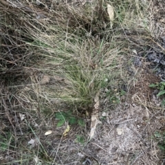 Nassella trichotoma at Mount Majura - 30 May 2024