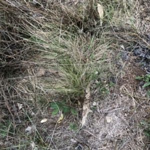 Nassella trichotoma at Mount Majura - 30 May 2024