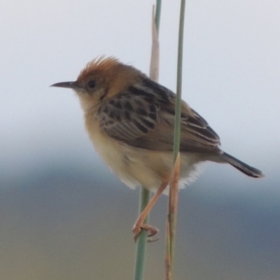 Cisticola exilis (Golden-headed Cisticola) at Hume, ACT - 18 Dec 2023 by michaelb