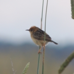 Cisticola exilis at Hume, ACT - 18 Dec 2023