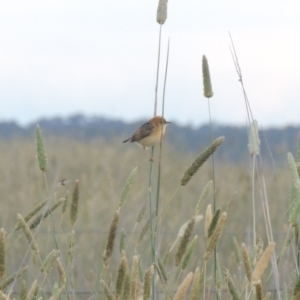 Cisticola exilis at Hume, ACT - 18 Dec 2023