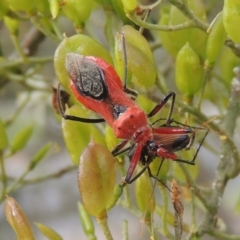 Gminatus australis (Orange assassin bug) at Pollinator-friendly garden Conder - 23 Dec 2023 by michaelb