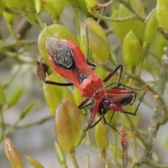 Gminatus australis (Orange assassin bug) at Pollinator-friendly garden Conder - 23 Dec 2023 by MichaelBedingfield