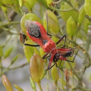 Gminatus australis at Pollinator-friendly garden Conder - 23 Dec 2023