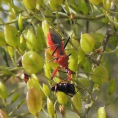 Gminatus australis at Pollinator-friendly garden Conder - 23 Dec 2023