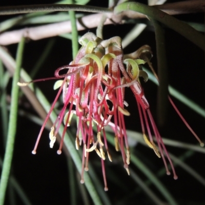 Amyema cambagei (Sheoak Mistletoe) at Gordon, ACT - 23 Dec 2023 by MichaelBedingfield