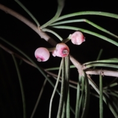 Amyema cambagei at Point Hut Pond - 23 Dec 2023 09:25 PM