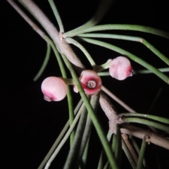 Amyema cambagei at Point Hut Pond - 23 Dec 2023 09:25 PM