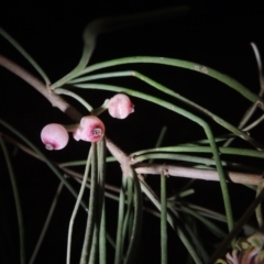 Amyema cambagei at Point Hut Pond - 23 Dec 2023 09:25 PM