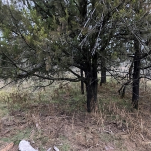 Solanum nigrum at Mount Majura - 30 May 2024 05:03 PM