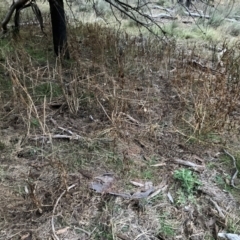 Solanum nigrum at Mount Majura - 30 May 2024