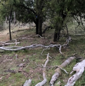 Solanum nigrum at Mount Majura - 30 May 2024