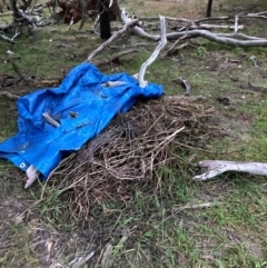 Solanum nigrum at Mount Majura - 30 May 2024