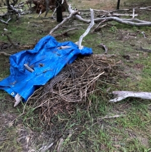 Solanum nigrum at Mount Majura - 30 May 2024