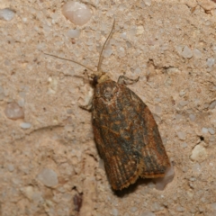 Tortricinae (subfamily) (A tortrix moth) at Harrison, ACT - 30 May 2024 by DPRees125