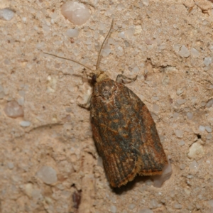 Tortricinae (subfamily) (A tortrix moth) at suppressed by DPRees125