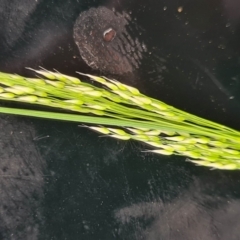 Lachnagrostis filiformis (Blown Grass) at Throsby, ACT - 26 Oct 2022 by EmilySutcliffe