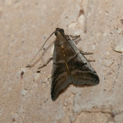 Creobota apodectum (a Phycitinae moth) at Harrison, ACT - 30 May 2024 by DPRees125