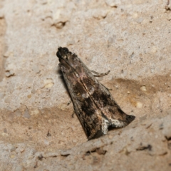 Creobota apodectum (a Phycitinae moth) at Harrison, ACT - 30 May 2024 by DPRees125