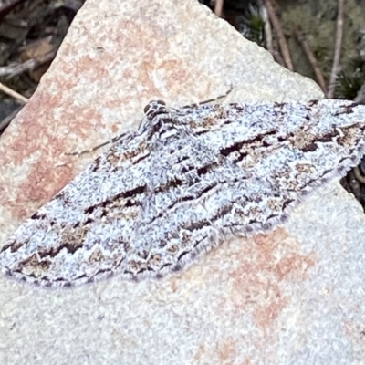 Didymoctenia exsuperata (Thick-lined Bark Moth) at Pomaderris Nature Reserve - 30 Mar 2023 by AJB