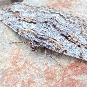 Didymoctenia exsuperata at Pomaderris Nature Reserve - 30 Mar 2023