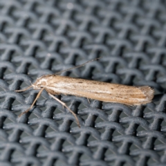 Oecophoridae (family) (Unidentified Oecophorid concealer moth) at Harrison, ACT - 30 May 2024 by DPRees125