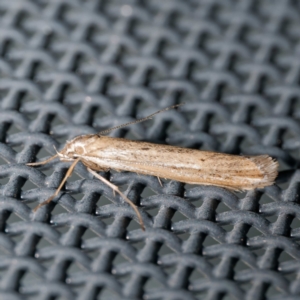 Oecophoridae (family) at Harrison, ACT - suppressed