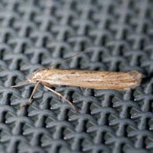 Oecophoridae (family) at Harrison, ACT - suppressed