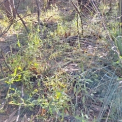 Senecio hispidulus (Hill Fireweed) at Birrigai - 20 May 2024 by jac