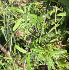 Senecio hispidulus at Birrigai - 20 May 2024