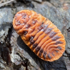 Monophlebulus sp. (genus) (Giant Snowball Mealybug) at Bungonia, NSW - 30 Mar 2023 by AJB