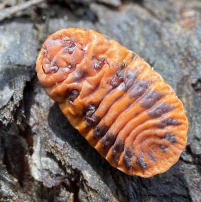 Monophlebulus sp. (genus) (Giant Snowball Mealybug) at Bungonia National Park - 30 Mar 2023 by AJB