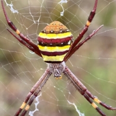 Argiope keyserlingi (St Andrew's Cross Spider) at Tallong, NSW - 29 Mar 2023 by AJB