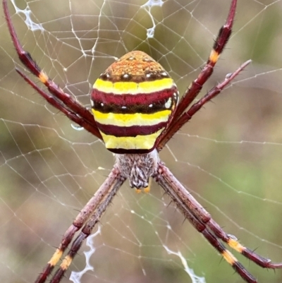 Argiope keyserlingi (St Andrew's Cross Spider) at Tallong, NSW - 29 Mar 2023 by AJB