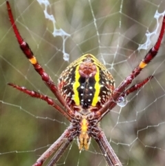 Argiope keyserlingi at Tallong, NSW - 29 Mar 2023