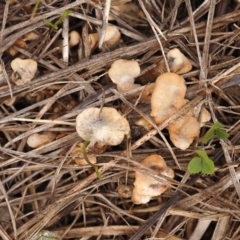 Podoscypha sp. at Belconnen, ACT - 11 Jun 2023