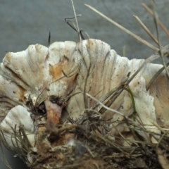 Podoscypha sp. at Belconnen, ACT - 11 Jun 2023