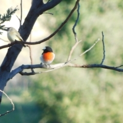 Petroica boodang (Scarlet Robin) at Symonston, ACT - 31 May 2024 by CallumBraeRuralProperty