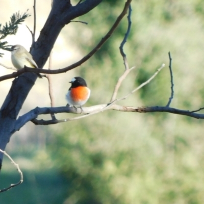 Petroica boodang (Scarlet Robin) at Symonston, ACT - 31 May 2024 by CallumBraeRuralProperty