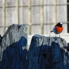 Petroica boodang at Symonston, ACT - 31 May 2024 02:55 PM