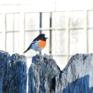 Petroica boodang at Symonston, ACT - 31 May 2024 02:55 PM