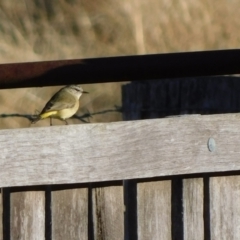 Acanthiza chrysorrhoa (Yellow-rumped Thornbill) at Symonston, ACT - 31 May 2024 by CallumBraeRuralProperty