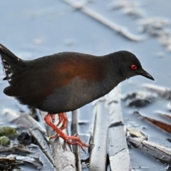 Zapornia tabuensis (Spotless Crake) at Jerrabomberra Wetlands - 29 May 2024 by davidcunninghamwildlife