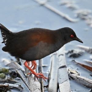 Zapornia tabuensis at Jerrabomberra Wetlands - 29 May 2024