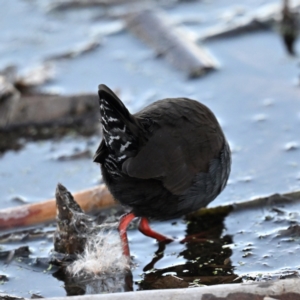 Zapornia tabuensis at Jerrabomberra Wetlands - 29 May 2024