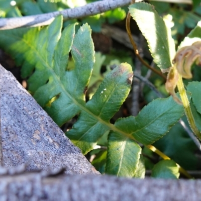 Blechnum (genus) (A Hard Fern) at Deua National Park (CNM area) - 29 May 2024 by RobG1